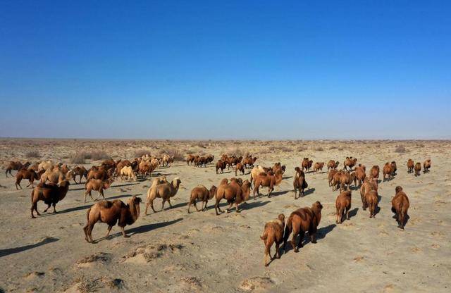 手機(jī)信號(hào)增強(qiáng)器|新疆牧民靠衛(wèi)星定位,在家實(shí)現(xiàn)智能放牧