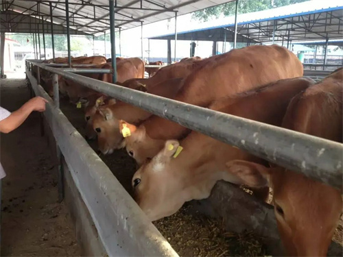 案例I山區養殖場信號差，把流暢信號從山頂“借”回來！